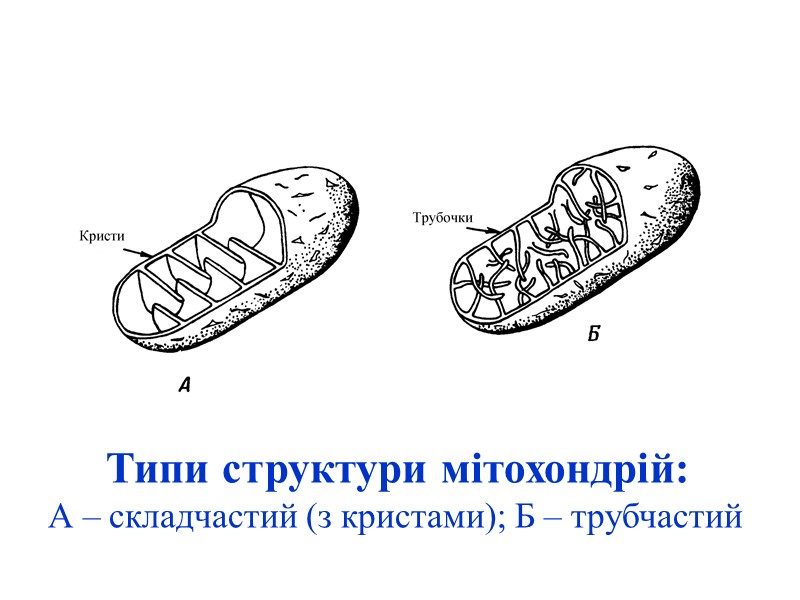 Типи структури мітохондрій: А – складчастий (з кристами); Б – трубчастий